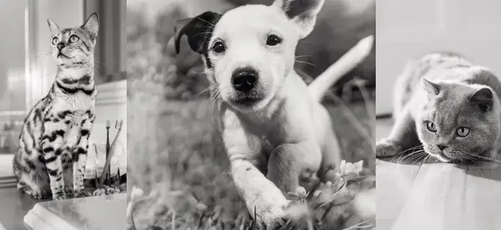 Royal Canin - Media 2