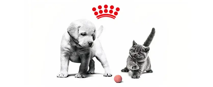Royal Canin - Media 3